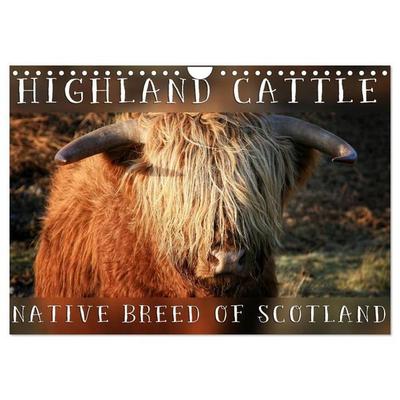 Highland Cattle - Native Breed of Scotland (Wall Calendar 2027 DIN A4 landscape), CALVENDO 12 Month Wall Calendar