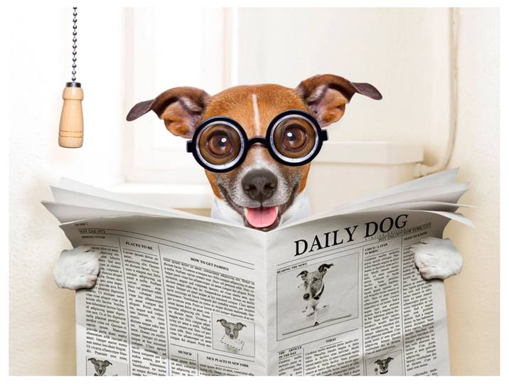 Alubild Hund mit Zeitung image LAND