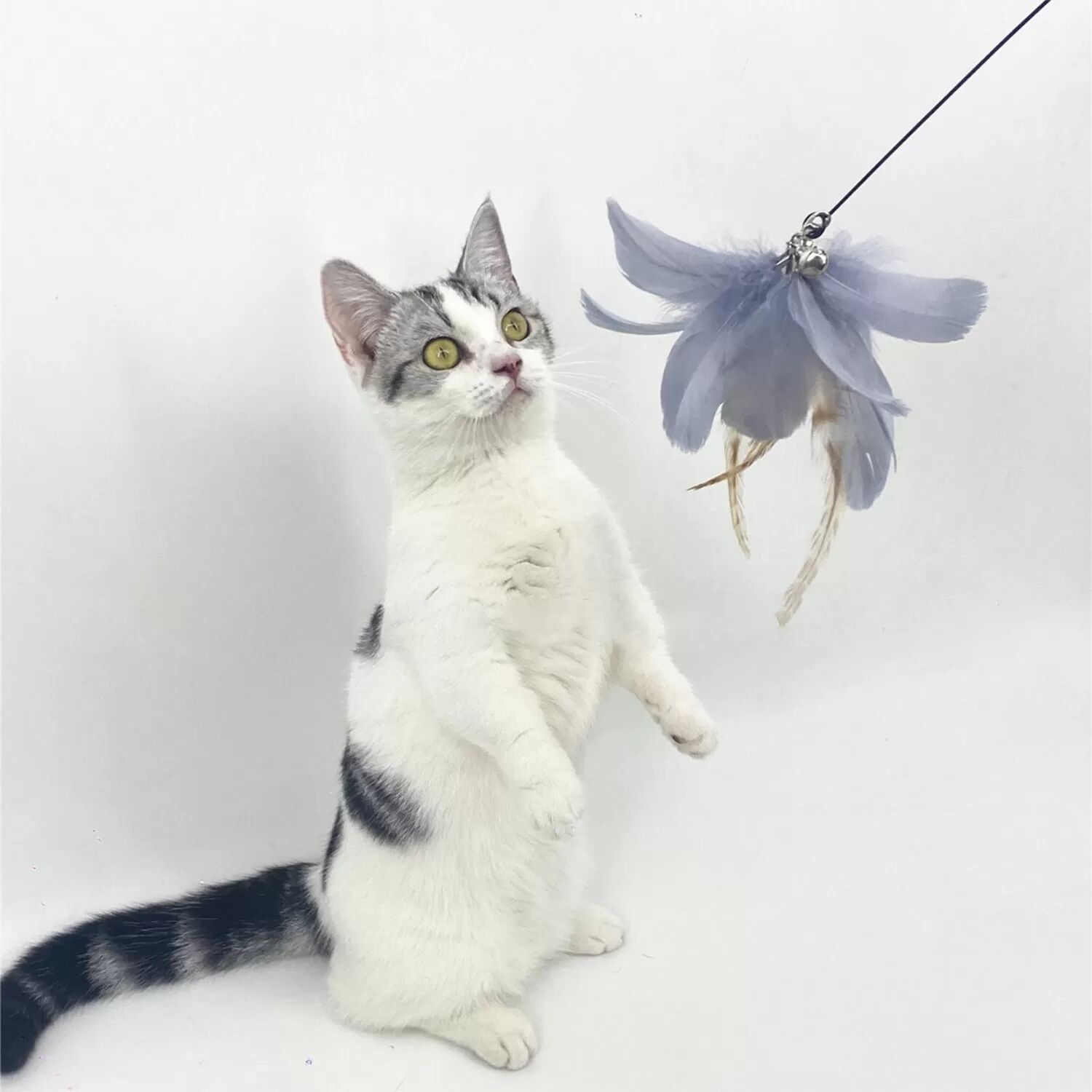 INF Saugnapf-Design, fester Katzen-Teaser