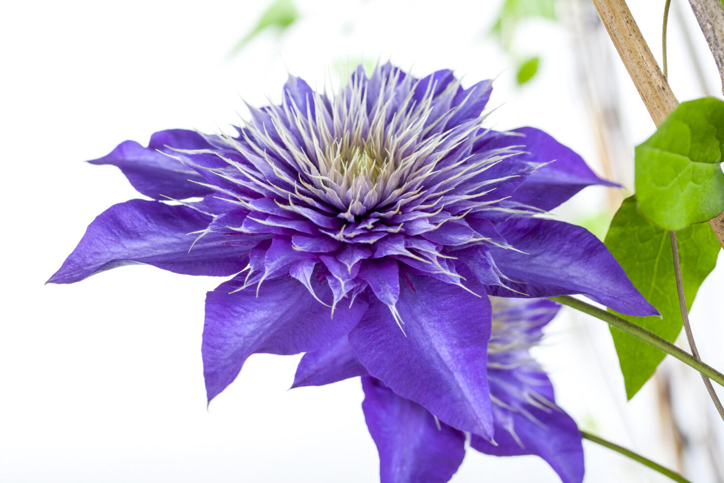 Pflanzen Waldrebe Clematis blau H 40 - 60 cm 2 L Eckcontainer