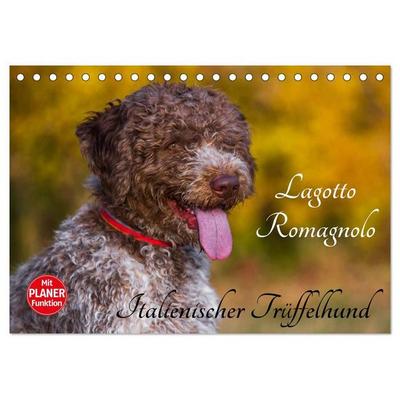 Lagotto Romagnolo - Italienischer Trüffelhund (Tischkalender 2027 DIN A5 quer), CALVENDO Monatskalender