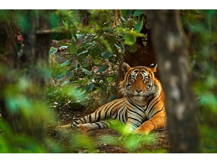 Papermoon Tiger im Wald
