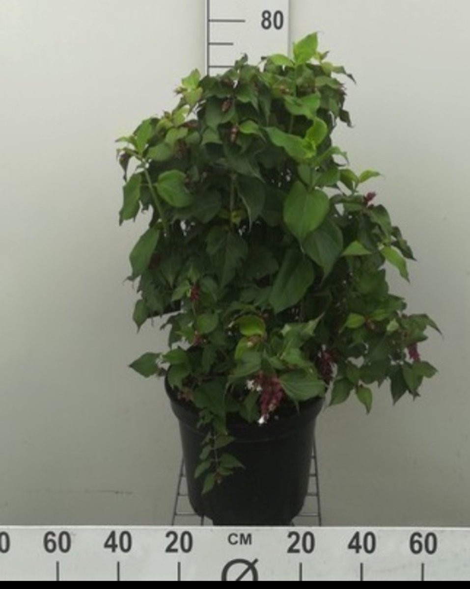 Leycesteria form. 'Purple Rain' - Fazantenbes, Karamelbes, Grootmoeders Oorbel, 40-50 cm in pot