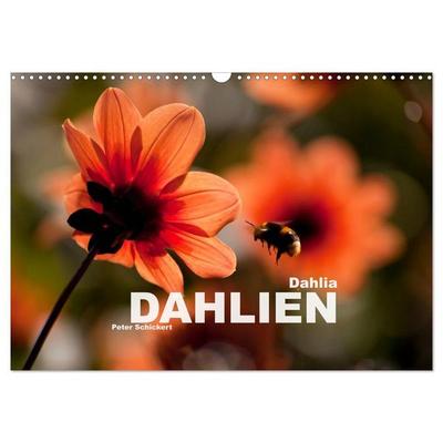 Dahlia - Dahlien (Wandkalender 2027 DIN A3 quer), CALVENDO Monatskalender