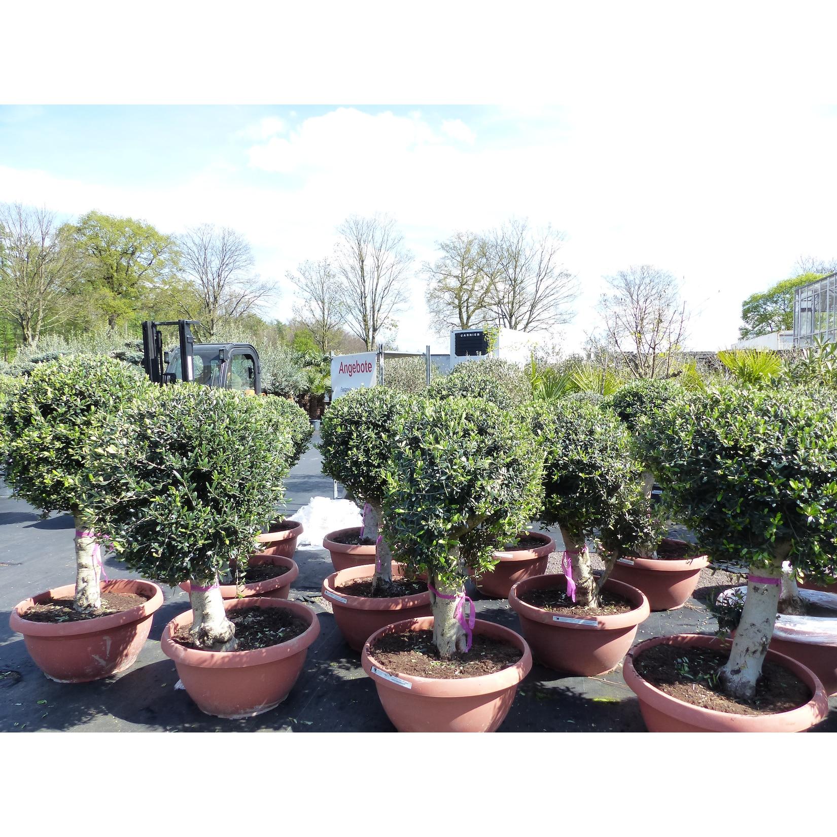 Bonsai Kugel Olivenbaum 140 - 170 cm knorrige urige Olive winterhart Olea Europaea Ölbaum