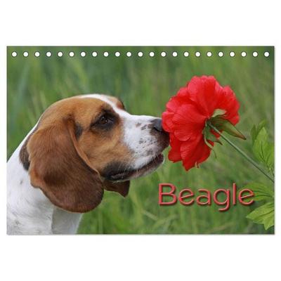 Beagle (Tischkalender 2027 DIN A5 quer), CALVENDO Monatskalender