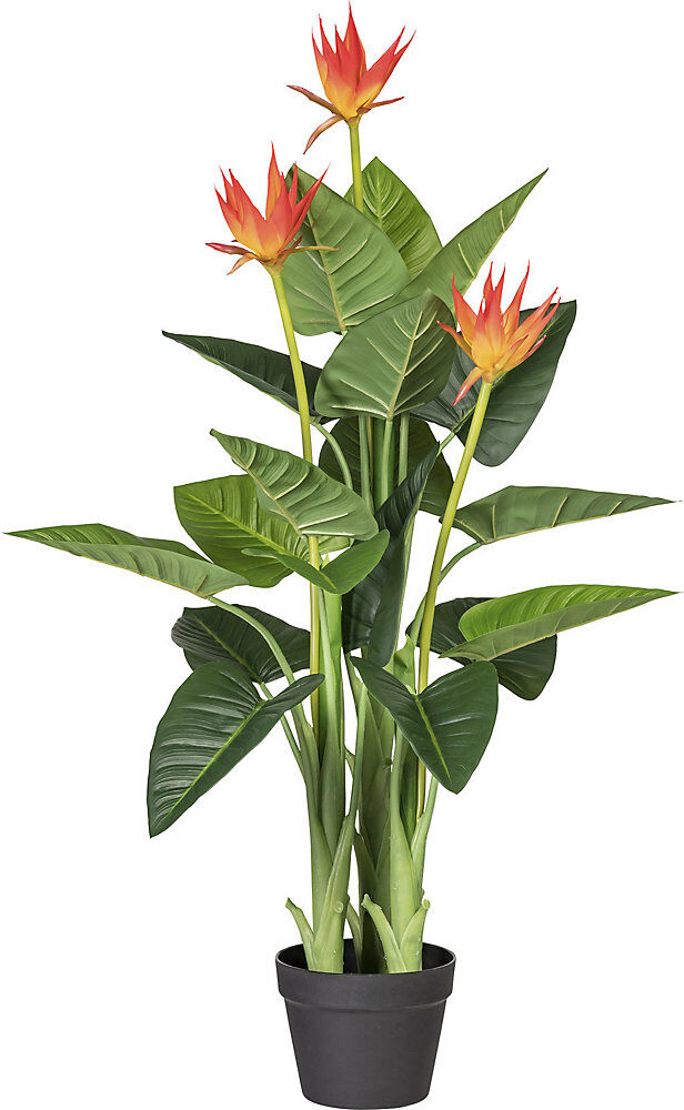 kaiserkraft Guzmania, orange, im Kunststofftopf, Höhe 1050 mm