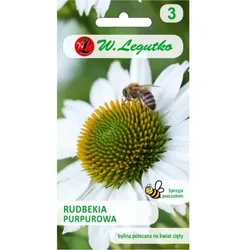 Purpur-Rudbeckia, Echinacea – weiß