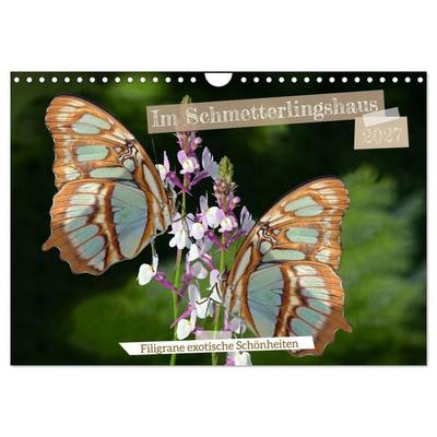 Im Schmetterlingshaus (Wandkalender 2027 DIN A4 quer), CALVENDO Monatskalender