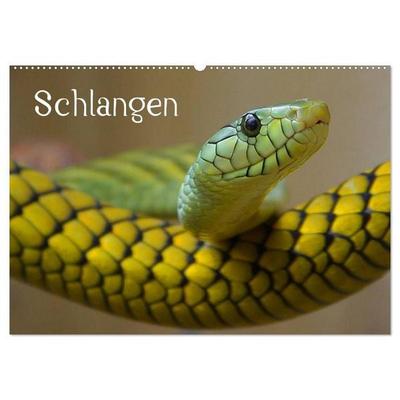 Schlangen (Wandkalender 2027 DIN A2 quer), CALVENDO Monatskalender