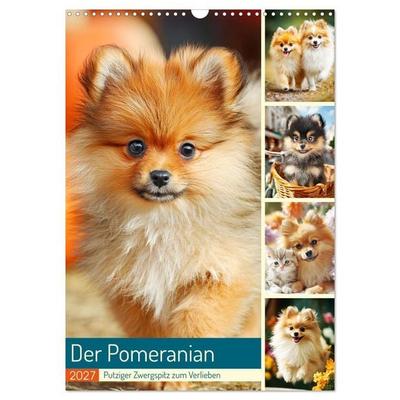 Der Pomeranian. Putziger Zwergspitz zum Verlieben (Wandkalender 2027 DIN A3 hoch), CALVENDO Monatskalender