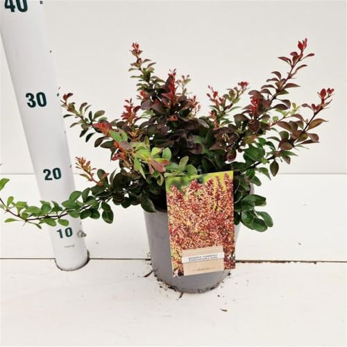 Berberis thunb. 'Atropurpurea Nana' Zuurbes in pot