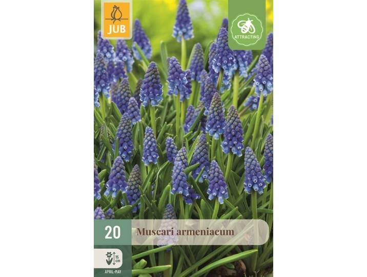 Muscari Armeniacum 20 bollen