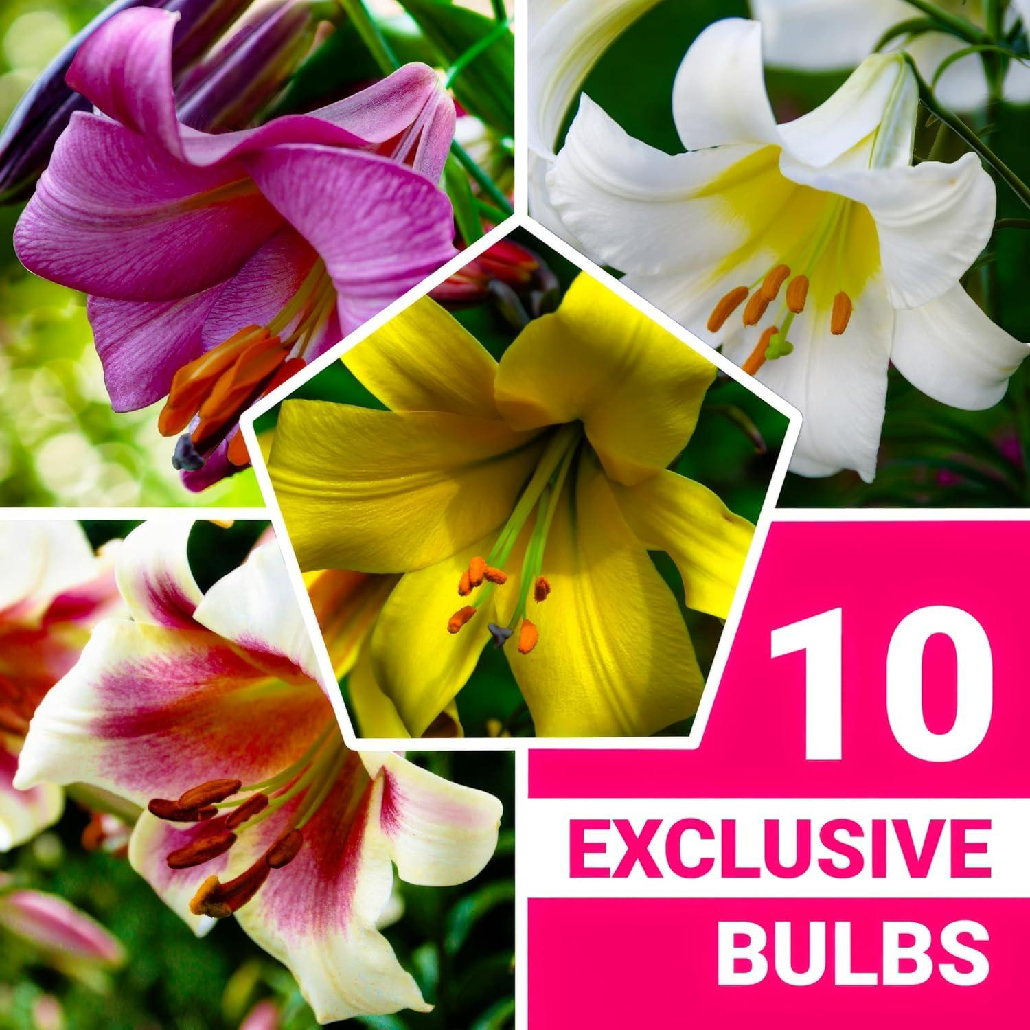 Dutch Bulbs Collectie Trompetdahlia's Winterharde Meerjarige Bloembollen - 15 stuks