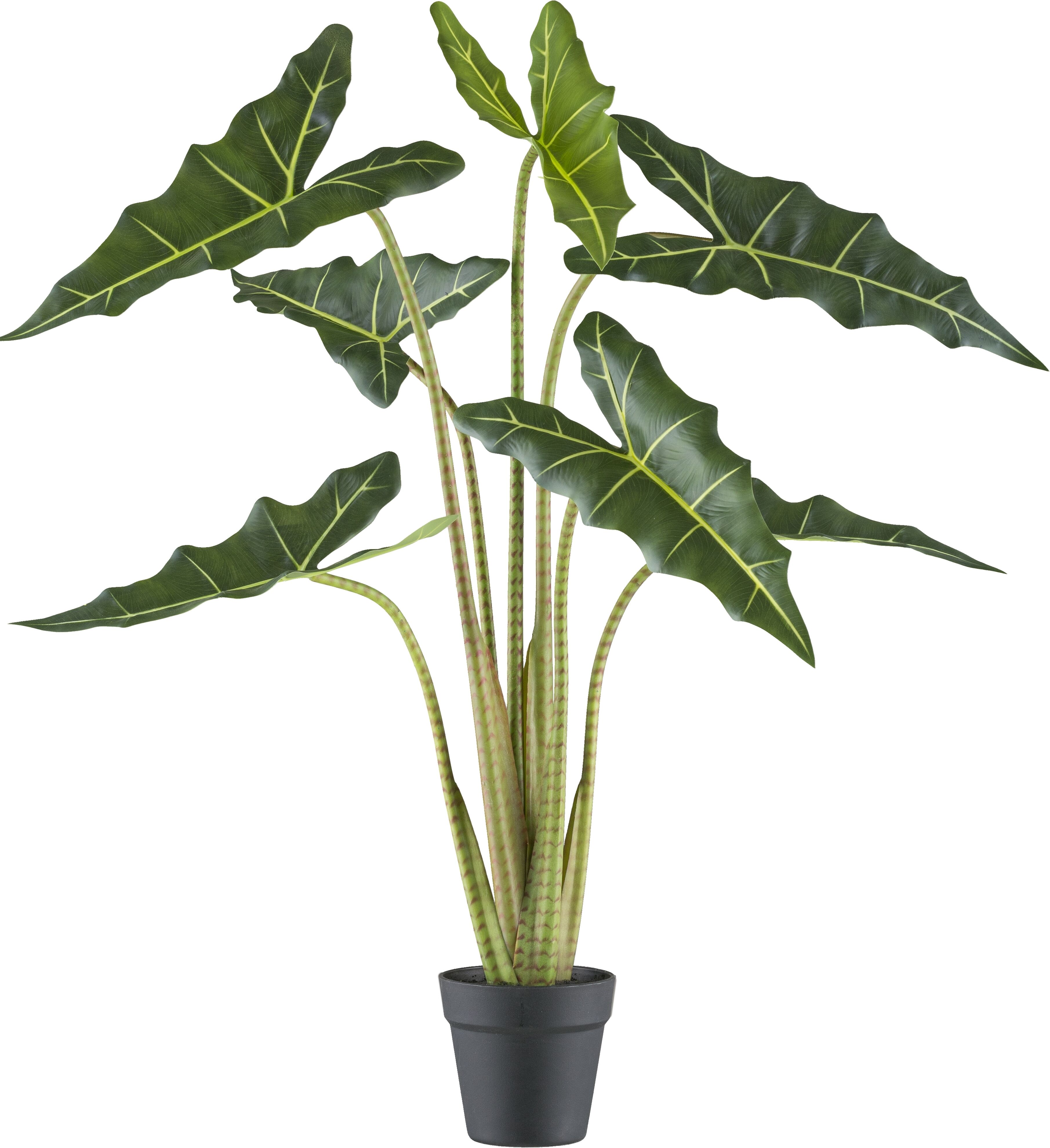 Kunstpflanze CREATIV GREEN "Alocasia zebrina sarian", grün, H:100cm, Kunststoff, Kunstpflanzen, Kunstpflanze, mit gestreiftem Stamm
