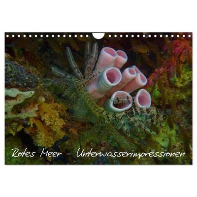Rotes Meer - Unterwasserimpressionen (Wandkalender 2027 DIN A4 quer), CALVENDO Monatskalender