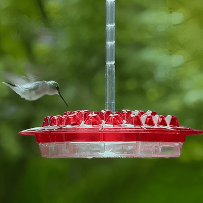 HomeDecorAndMore LLC Ant Proof Sweety Hummingbird Feeder With Perch Outdoor Hanging Yard Garden Decoration, Perfect Gift For Garden Lovers Ant Proof Sweety Hummingbird Feeder With Perch Outdoor Hanging Yard Garden Decoration, Perfect Gift For Garden Lover