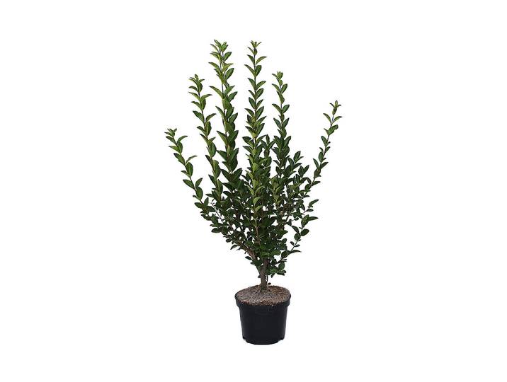 Ovalblättriger Liguster - Ligustrum ovalifolium 70 - 80cm inklusive Topf