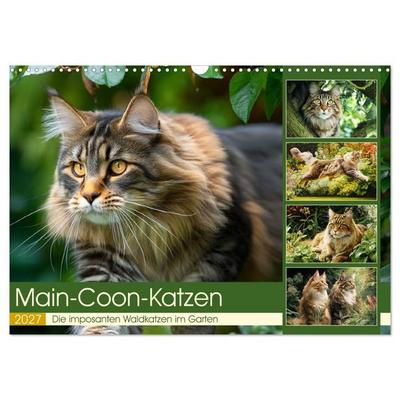 Main-Coon-Katzen. Die imposanten Waldkatzen im Garten (Wandkalender 2027 DIN A3 quer), CALVENDO Monatskalender