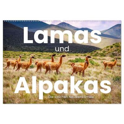 Lamas und Alpakas - Die weichen Neuweltkamele. (Wandkalender 2026 DIN A2 quer), CALVENDO Monatskalender
