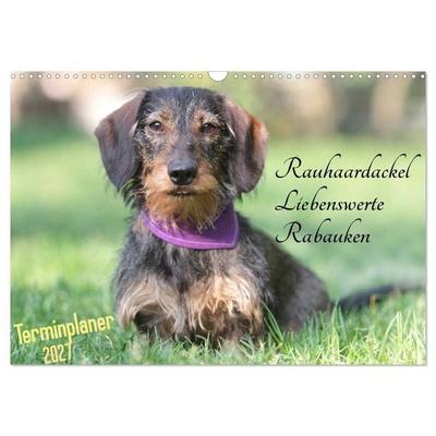 Familienplaner - Liebenswerte Rabauken - Rauhaardackel (Wandkalender 2027 DIN A3 quer), CALVENDO Monatskalender