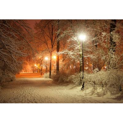 Fototapete PAPERMOON "Park im Winter", bunt, B:2,5m L:1,86m, Vlies, Tapeten