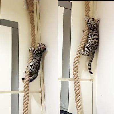 Uplift Essentials Professional Heavy Duty Ceiling And Wall Mounted Cat Climbing Rope Professional Heavy Duty Ceiling And Wall Mounted Cat Climbing Rope