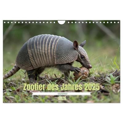 Zootier des Jahres 2025 - Gürteltier (Wandkalender 2026 DIN A4 quer), CALVENDO Monatskalender