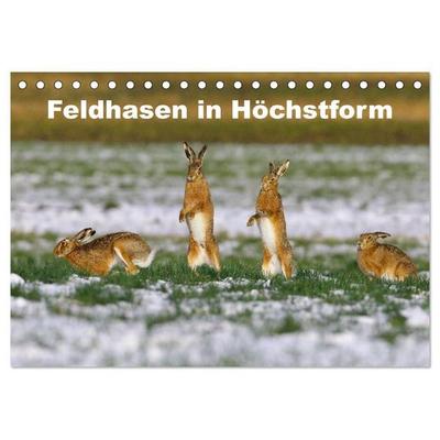 Feldhasen in Höchstform (Tischkalender 2027 DIN A5 quer), CALVENDO Monatskalender