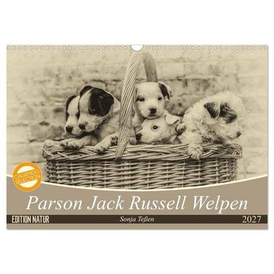 Parson Jack Russel Welpen (Wandkalender 2027 DIN A3 quer), CALVENDO Monatskalender