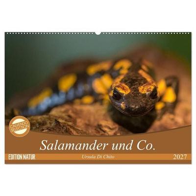 Salamander und Co. (Wandkalender 2027 DIN A2 quer), CALVENDO Monatskalender