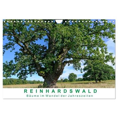 Reinhardswald Bäume im Wandel der Jahreszeiten (Wandkalender 2027 DIN A4 quer), CALVENDO Monatskalender