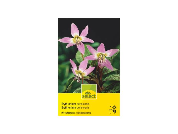 Select Erythronium dens-canis