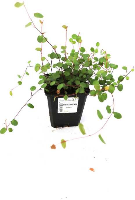 Pflanzen Teppich-Drahtstrauch Muehlenbeckia axilaris H 10-15 cm 10,5 cm Topf