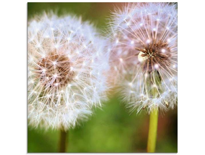Glasbild ARTLAND Pusteblume Zweisamkeit , grün (farbe bild(er): grün), B:30cm H:30cm, Bilder, Glasbild, in verschiedenen Grössen