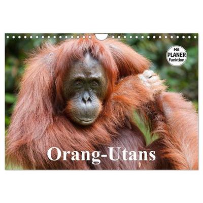 Orang-Utans (Wandkalender 2026 DIN A4 quer), CALVENDO Monatskalender