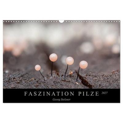 FASZINATION PILZE 2027 (Wandkalender 2027 DIN A3 quer), CALVENDO Monatskalender