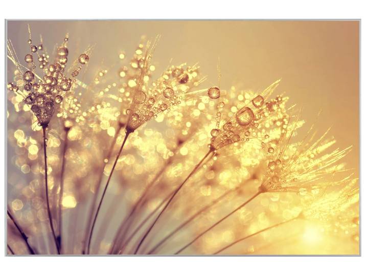 Bild mit Rahmen Pusteblume mit Morgentau image LAND