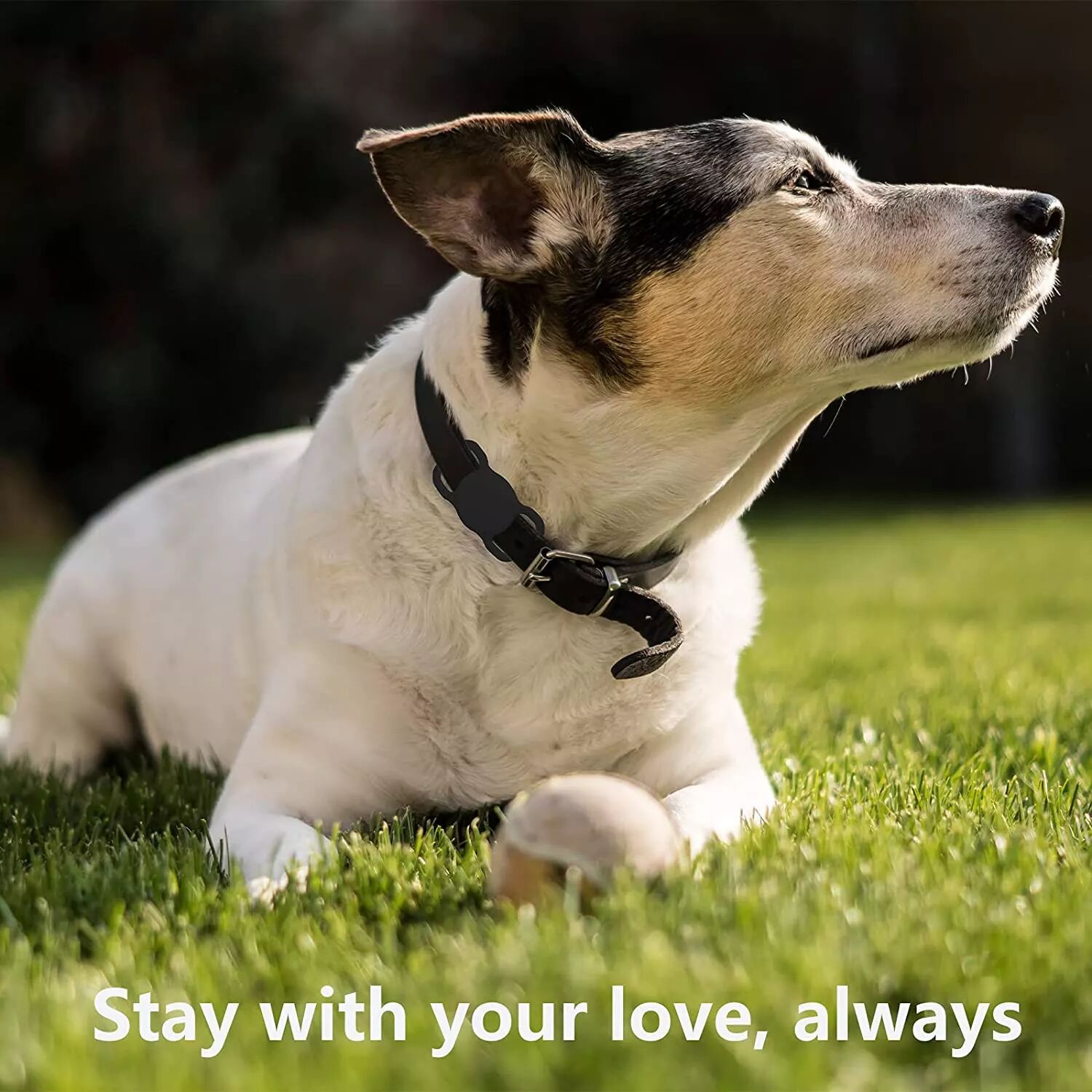 INF Apple AirTag Hülle für Hundehalsband Silikon Schwarz 2er-Pack