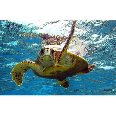 Fototapete PAPERMOON "Schildkröte im Wasser", bunt, B:4m L:2,6m, Vlies, Tapeten