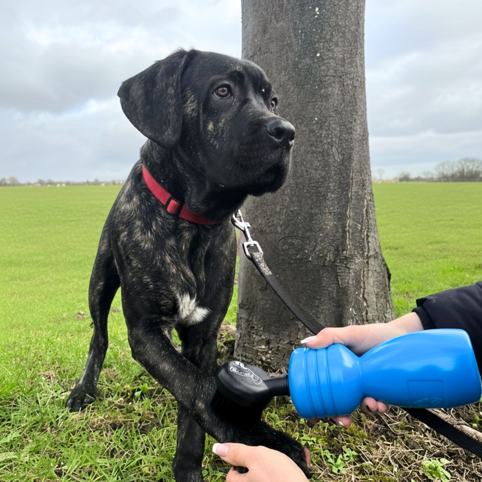 Mud Daddy® Mini Travel Dog Washer for Muddy Paws & Boots