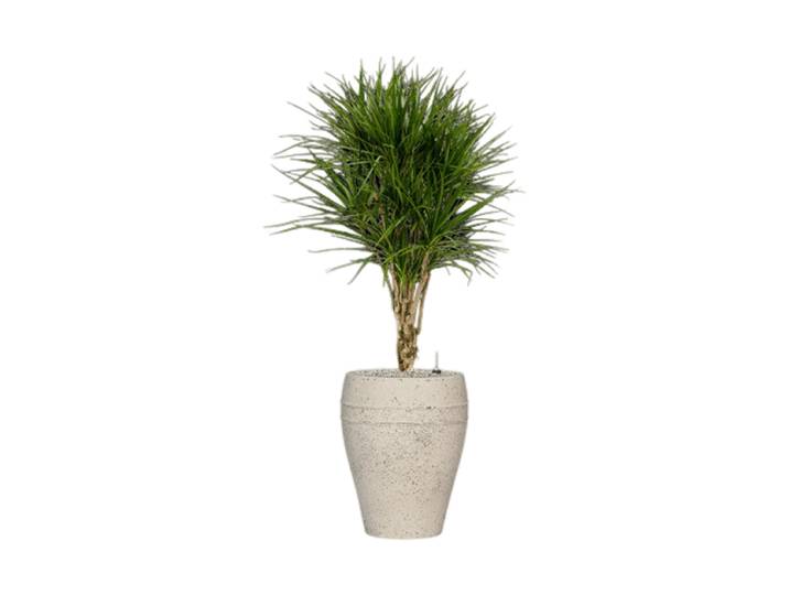 Pflanzen Arrangement „Dracaena marginata in Mediterranean“, Höhe 140-150 cm Baq Design