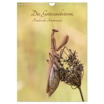 Die Gottesanbeterin. Räuber der Insektenwelt. (Wandkalender 2027 DIN A4 hoch), CALVENDO Monatskalender