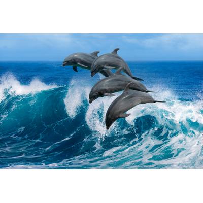 Fototapete PAPERMOON "Playful Dolphins", bunt, B:2,5m L:1,86m, Vlies, Tapeten