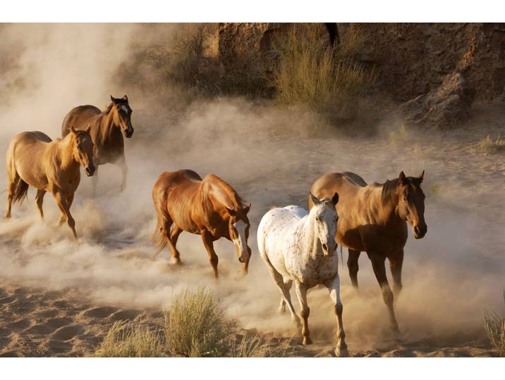 Papermoon Wild Horses glatt