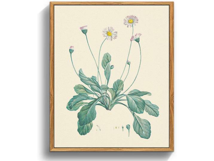 Leinwandbild mit Rahmen Vintage Botanisch 20 x 25 cm, Mehrfarbig, Holz, 20x0.5 cm, Bilder & Rahmen, Bilder, Leinwandbilder