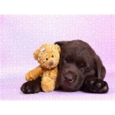 CALVENDO Puzzle Labrador Retriever Welpe / Labrador Retriever Puppy 1000 Teile Puzzle quer | 1000 Teile Lege-Größe 64 × 48 cm Foto-Puzzle für