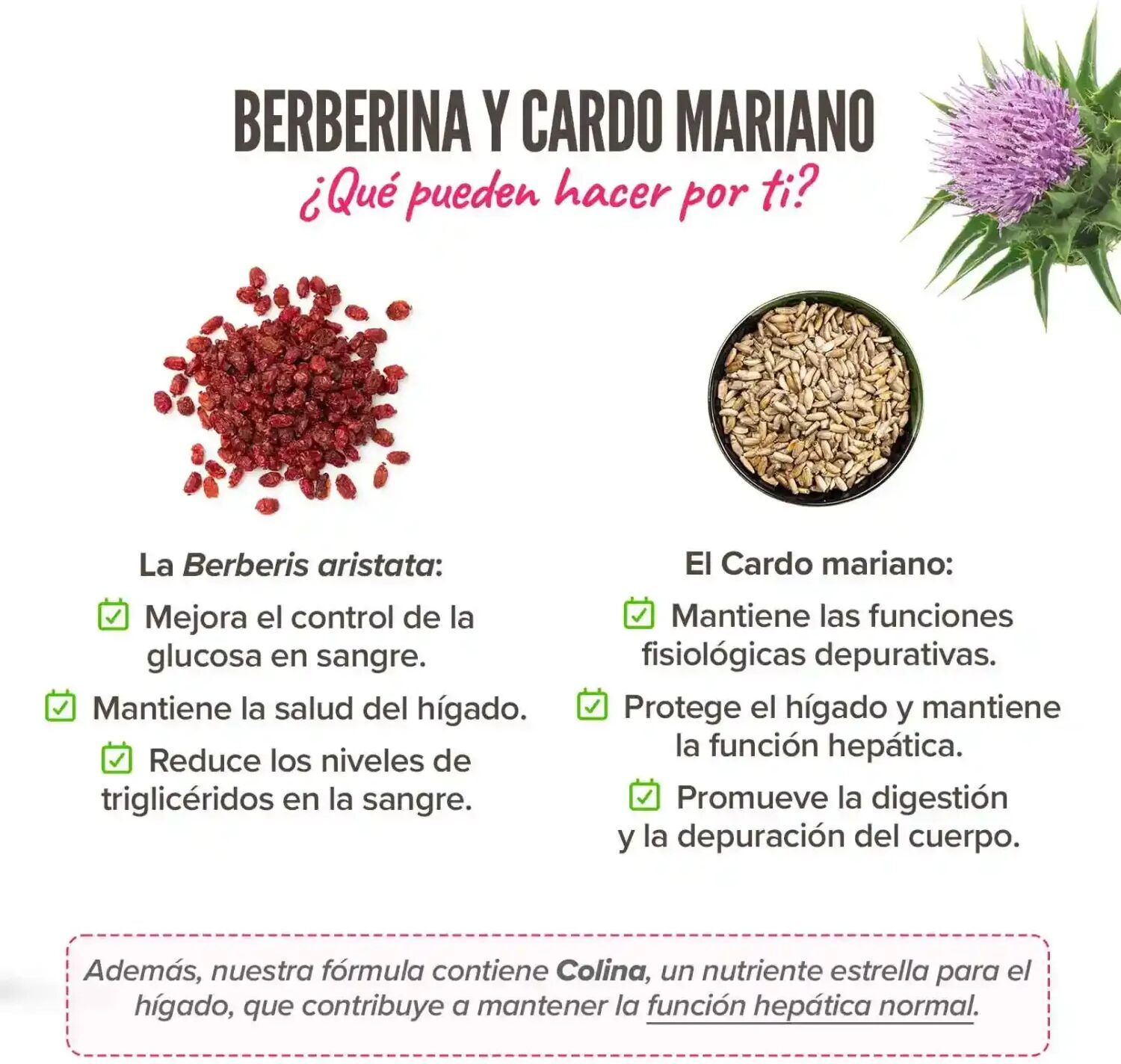 HSN Berberina 175mg & cardo mariano (silimarina 210mg) complex - 120 veg caps - Colesterol - Cápsulas Vegetales - 60  Servicios
