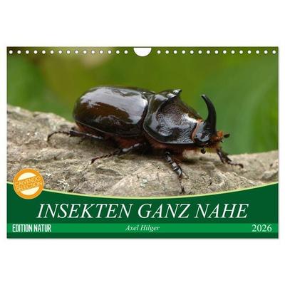 INSEKTEN GANZ NAHE (Wandkalender 2026 DIN A4 quer), CALVENDO Monatskalender
