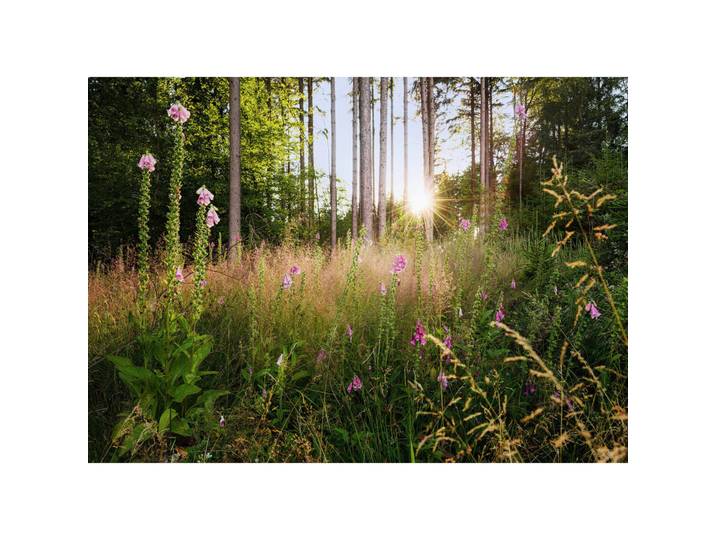 Komar Vliestapete, Mehrfarbig, Bäume, 350x250 cm, Fsc, Tapeten & Wandverkleidungen, Vliestapeten